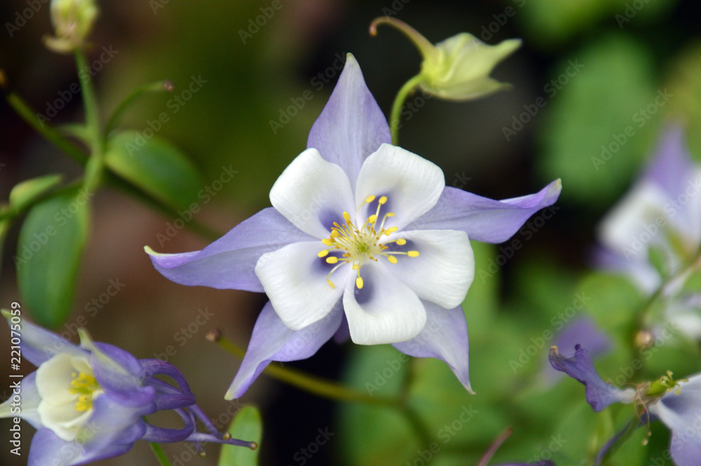 花びらのように見える萼 がく が美しい花 オダマキ Stock Photo Adobe Stock 花びらのように見える萼 がく が美しい花 オダマキ Stock Photo Adobe Stock