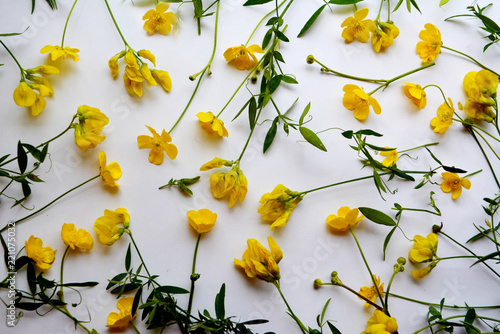 Beautiful floral pattern of yellow flowers and green stems on a white background. Natural fresh composition, Top view.