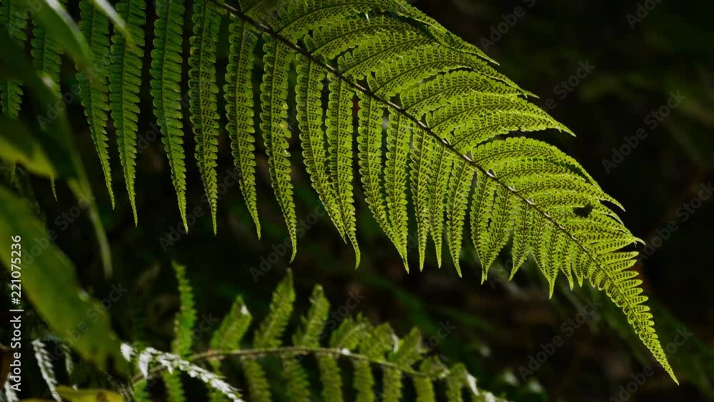 Fern twig backlighted by the sun in subtropical woods of Caucasus Fern twig backlighted by the sun in subtropical woods of Caucasus
