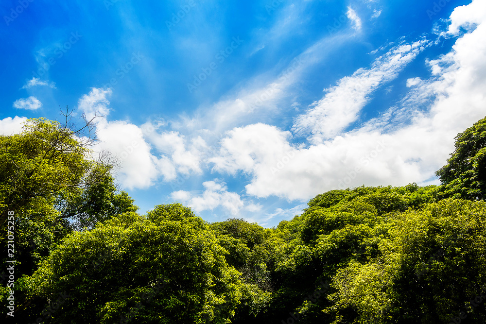 Tree,Blue Sky and white clouds,wallpaper and Background Tree,Blue Sky and white clouds,wallpaper and Background