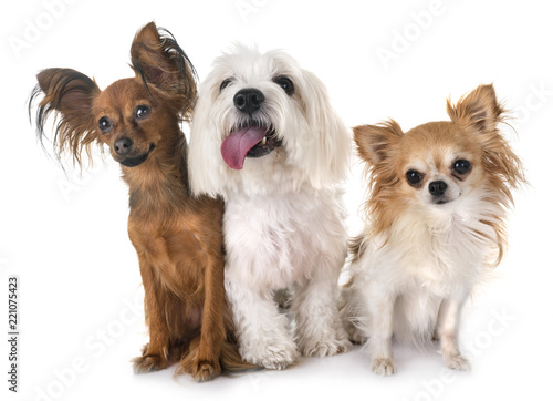 little dogs in studio photo