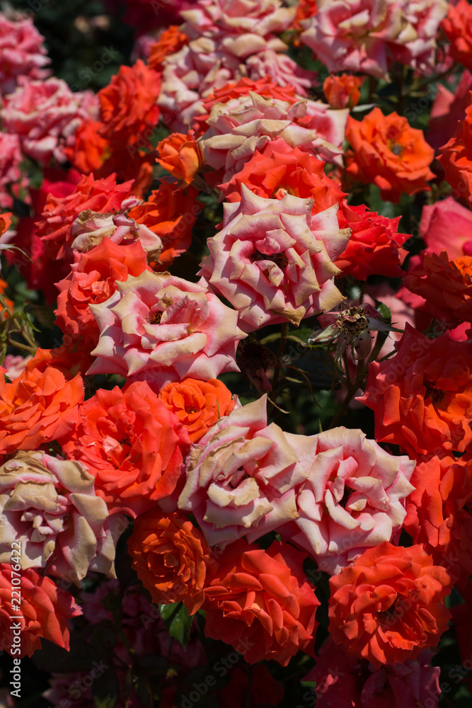 Blooming beautiful bunch of roses in the garden Blooming beautiful bunch of roses in the garden
