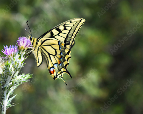 Beautiful yellow swallowtail butterfly standing at purple wild flower in the field © Sanja