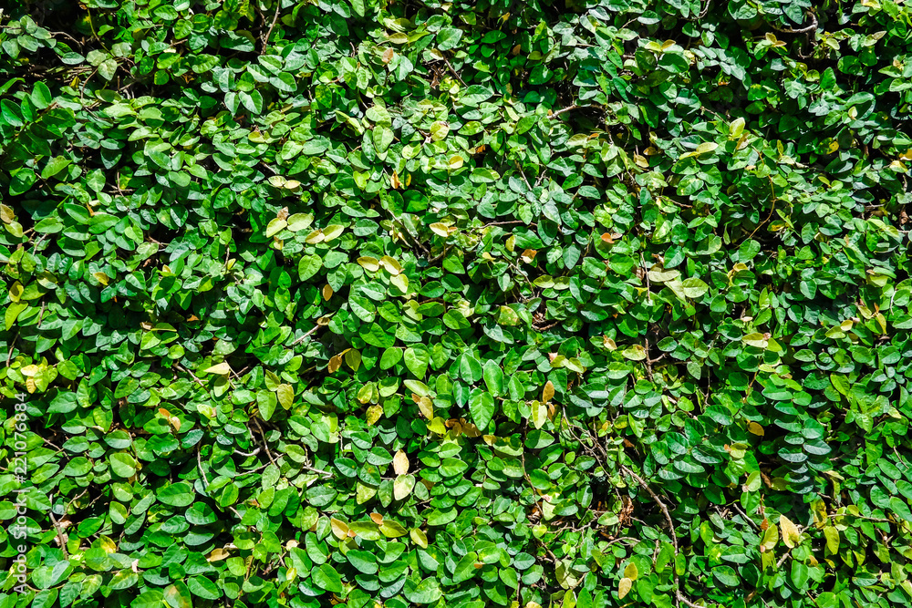 beautiful fresh green leaf background. beautiful fresh green leaf background.