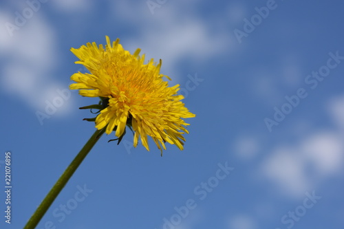 Fototapeta Naklejka Na Ścianę i Meble -  Yellow dandelion flower close-up against a blue sky with clouds