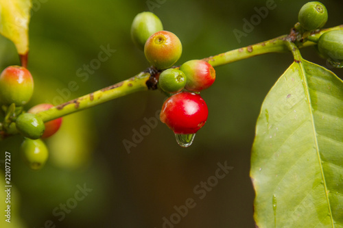 Yemeni Coffee photo