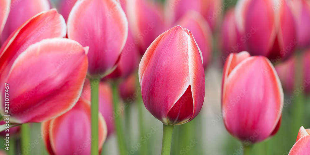 beautiful bright pink tulips with a white border in the spring field or in the park beautiful bright pink tulips with a white border in the spring field or in the park