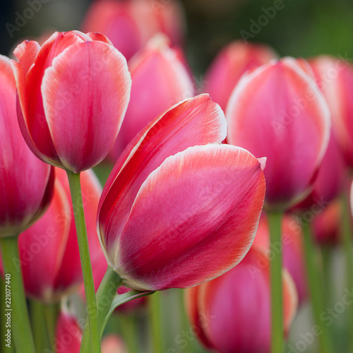 beautiful bright pink tulips with a white border in the spring field or in the park