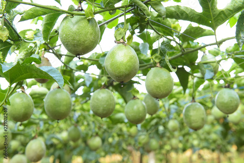 Lots of raw and fresh passion fruit in garden, passion fruit farm