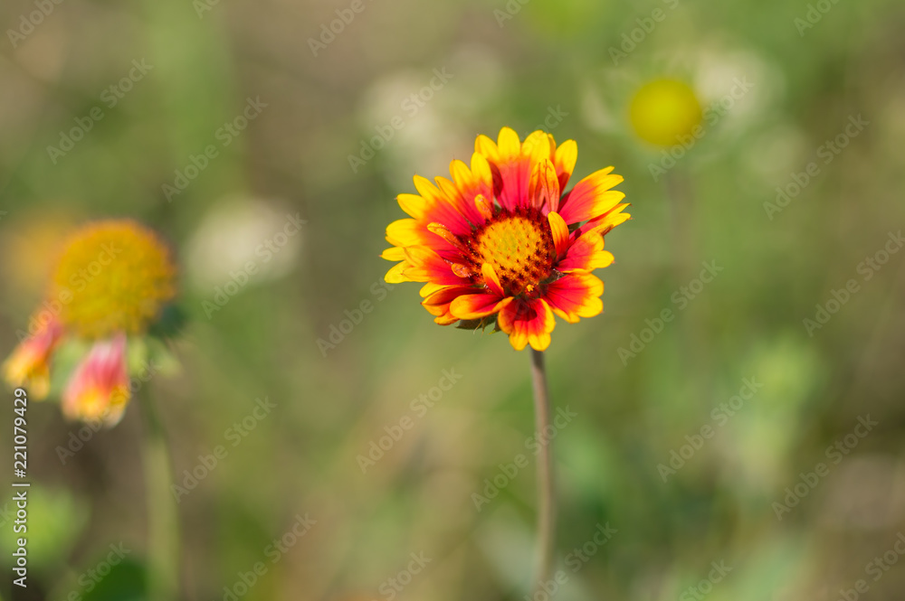 Nice Indian blanket flower in the summer garden Nice Indian blanket flower in the summer garden
