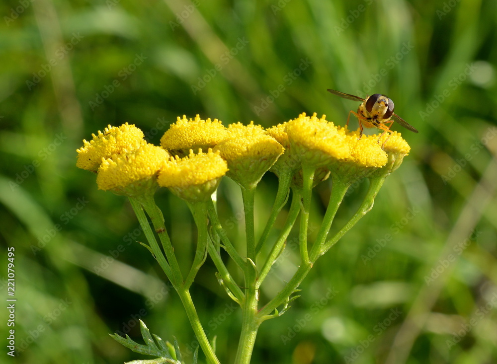 Fly sitting on yellow tansy on a blurred background of green meadows