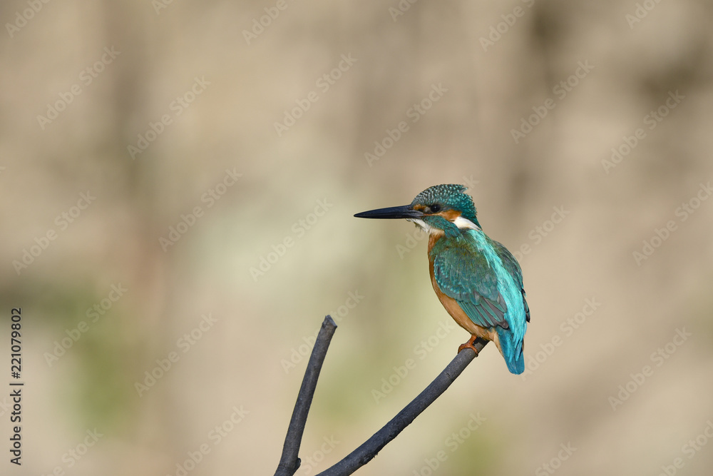 止まり木のカワセミ 止まり木のカワセミ