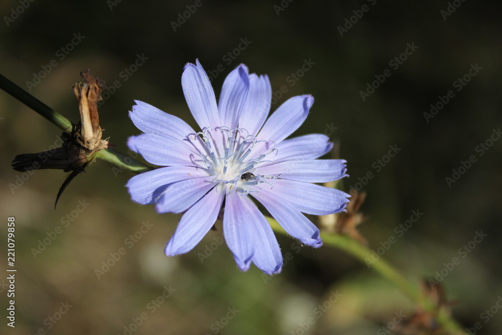 blue chicory flower - obrazy, fototapety, plakaty 
