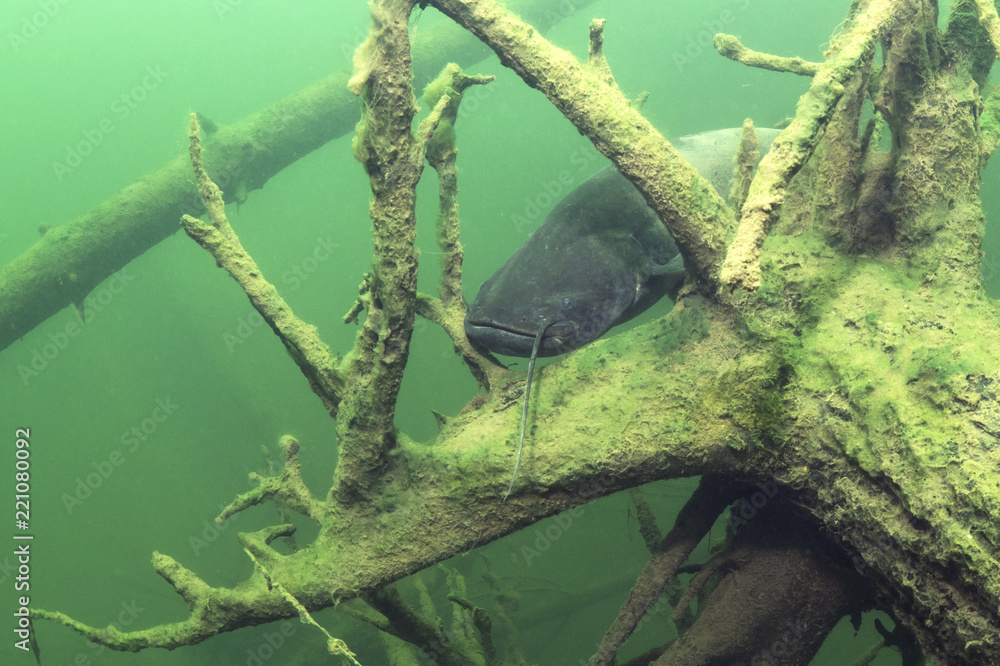 Freshwater fish European Catfish (Silurus glanis) in the beautiful