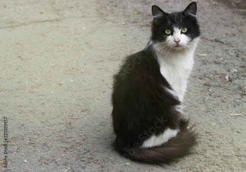 Beautiful black and white cat sitting on the street, close-up, copy space photo