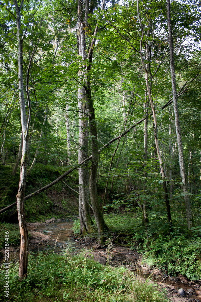 small stream current in wild green forest in Gauja National Park small stream current in wild green forest in Gauja National Park