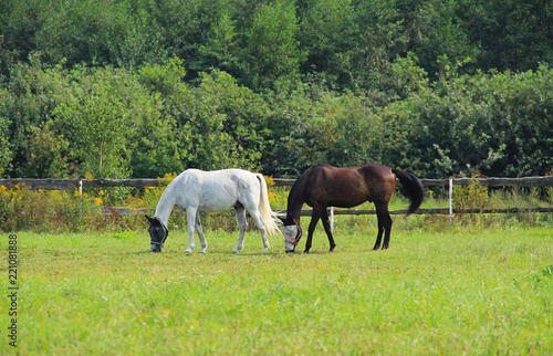 two horses on the green pasture in summer