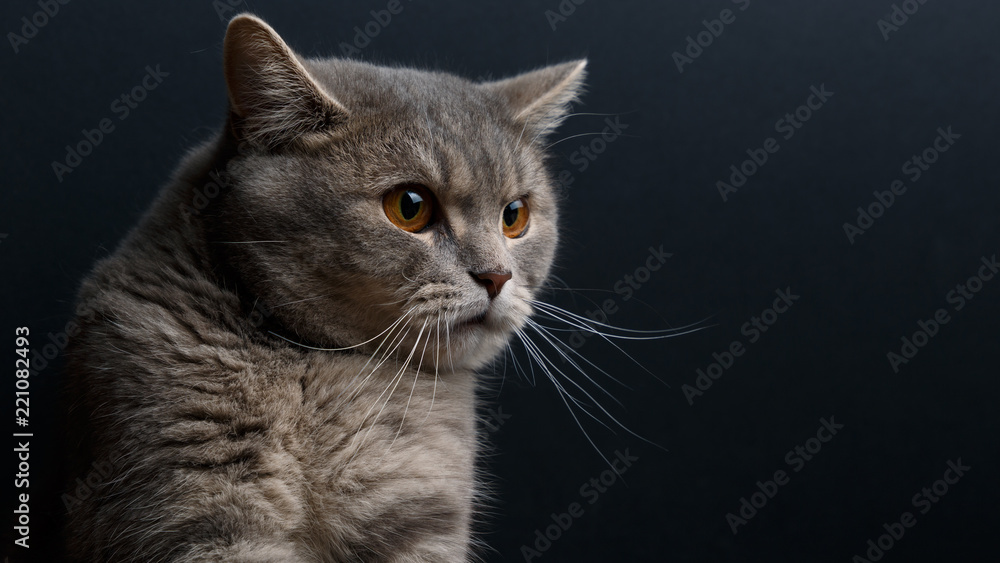 Portrait of cute cat scottish straight in studio with dark background. Copy space. Close up. Portrait of cute cat scottish straight in studio with dark background. Copy space. Close up.