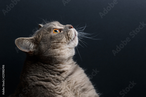 Portrait of cute cat scottish straight in studio with dark background. Copy space. Close up.