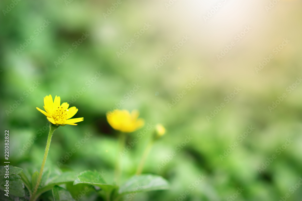 Blooming yellow flower in the morning on beautiful bokeh background Blooming yellow flower in the morning on beautiful bokeh background