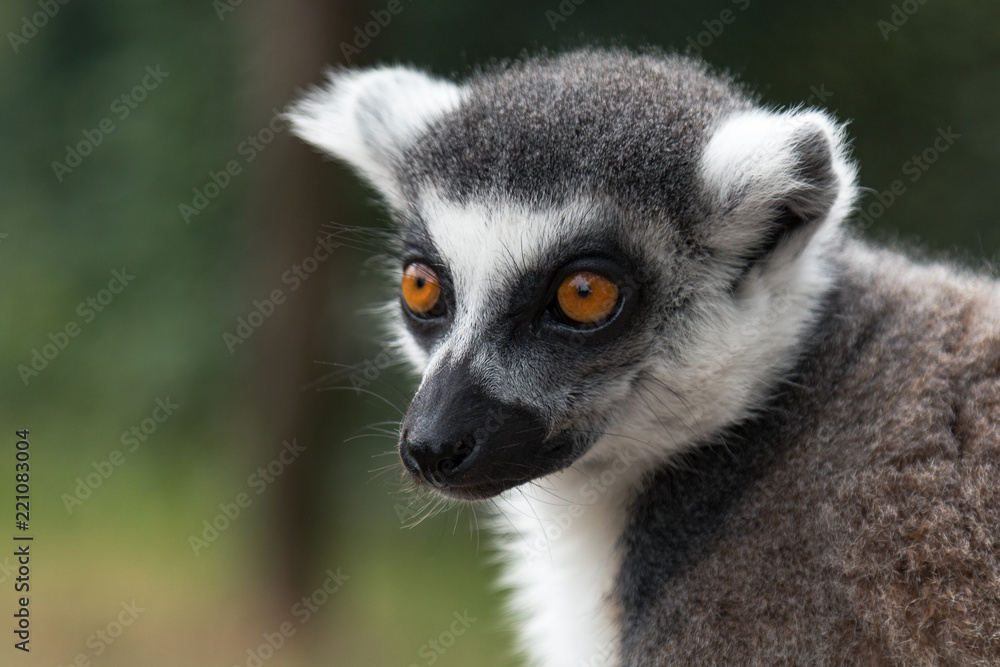 Obraz premium kleiner Katta