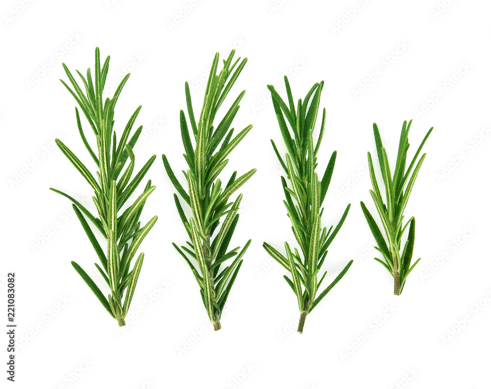 Top view of Rosemary isolated on white background Top view of Rosemary isolated on white background
