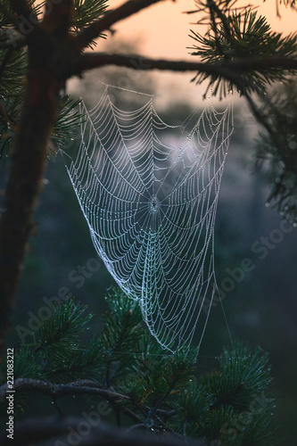 Early morning at the swamp with glowing spider web in sunrise at Kemeri national park. Iconic look over gigantic spider web in mellow, moody light. 