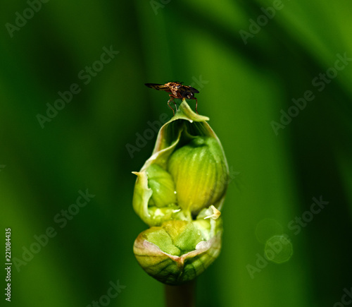 Fly on a flower petal/A small flower is opened to meet the sun. A fly is sitting on the flower petal. Nature, macro, close-up. Russia, Moscow region, Shatura photo