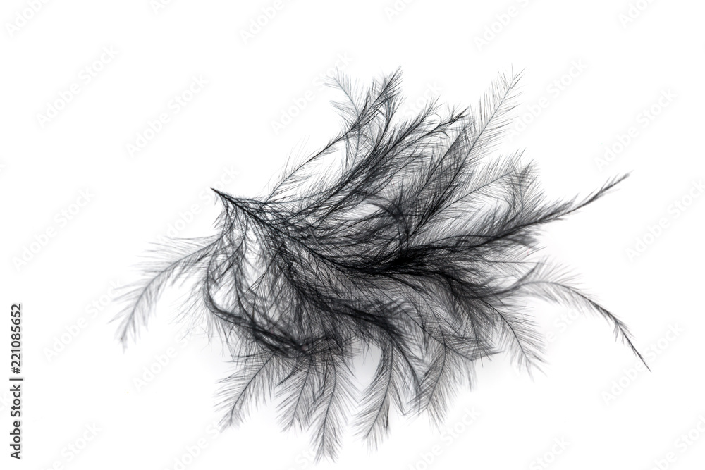 Close-up of Black feather isolated on white Close-up of Black feather isolated on white