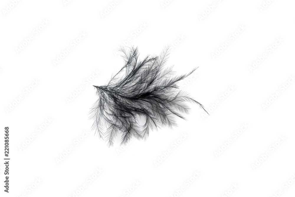 Close-up of Black feather isolated on white Close-up of Black feather isolated on white