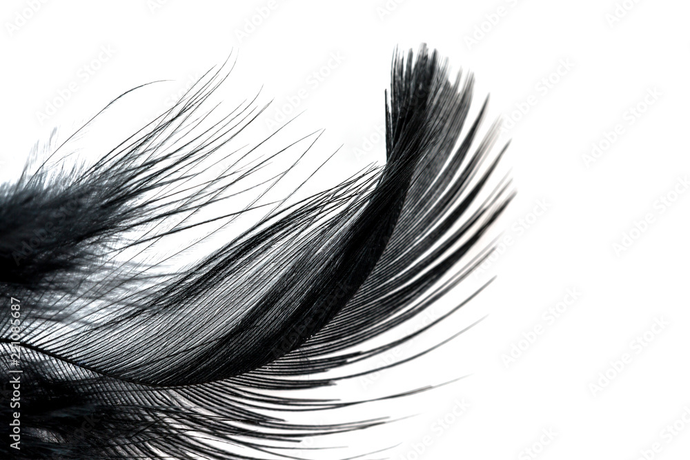 Close-up of Black feather isolated on white Close-up of Black feather isolated on white