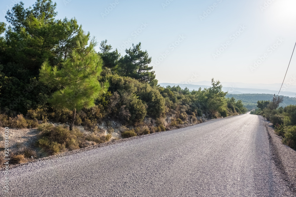 Empty Road Surrounded by Trees