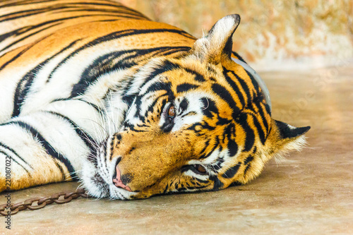 Tiger with chain sleep.