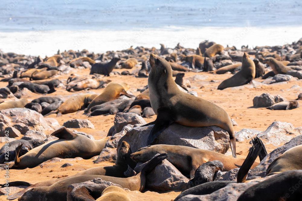 Fototapeta premium brown seal colony in Cape Cross, Africa, Namibia wildlife