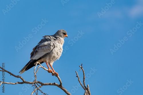 Pale chanting goshawk bird in Etosha, Namibia Africa wildlife