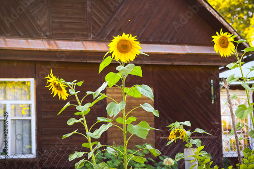 Fototapeta Naklejka Na Ścianę i Meble -  contry yard with sunflowers on wooden cottage house background summer sunset photo