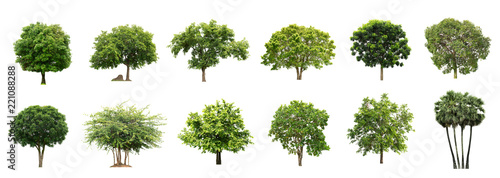 Collection of beautiful Isolated trees on white background.