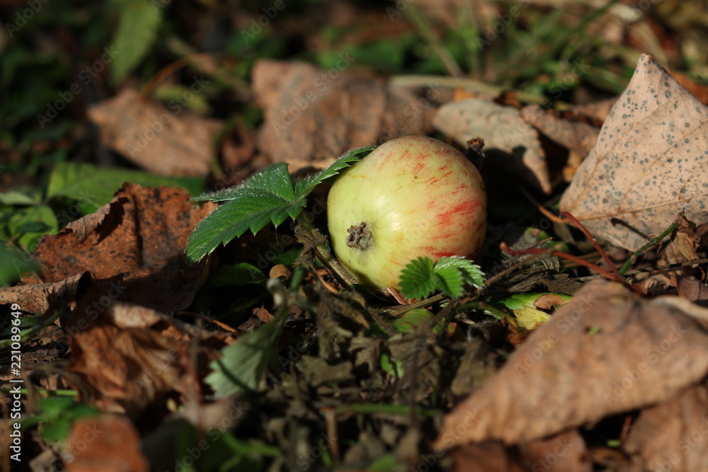 Apple Apple