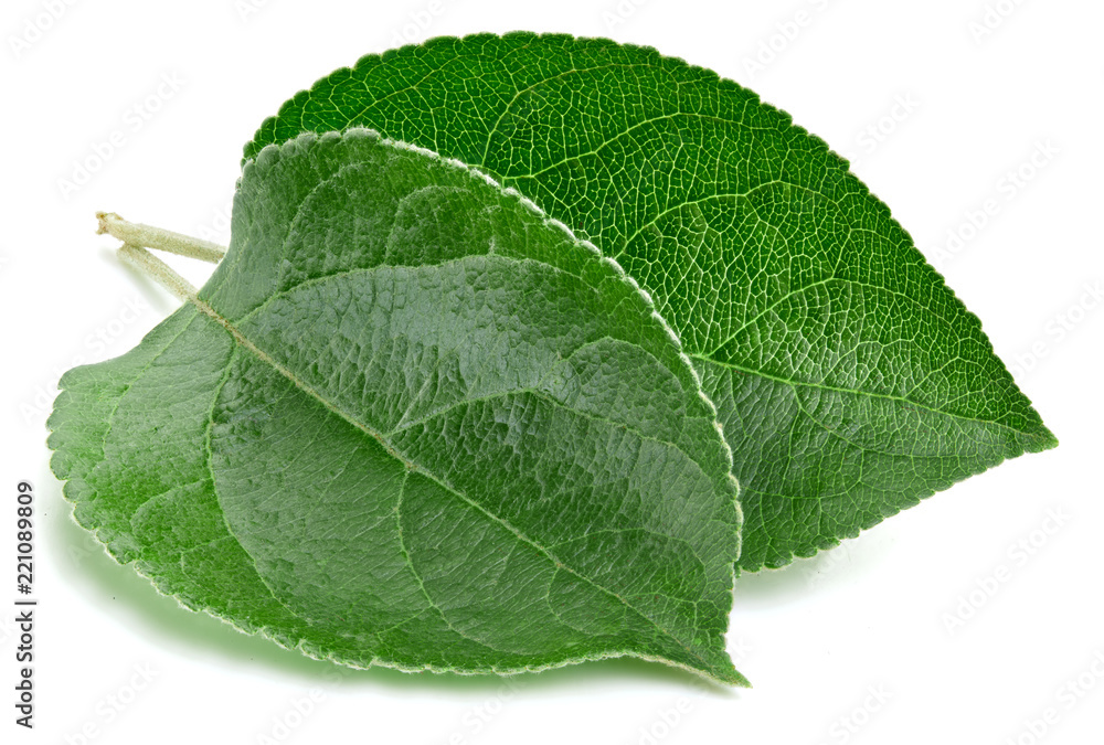 Obraz premium Green apple leaf isolated