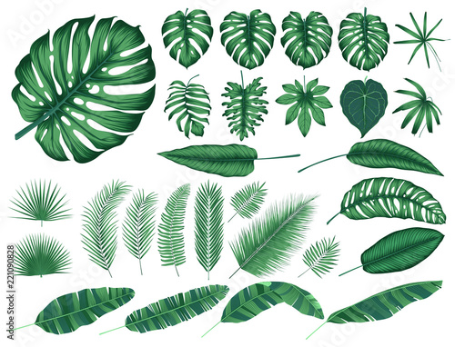 Detailed tropical leaves and plants, vector collection isolated elements