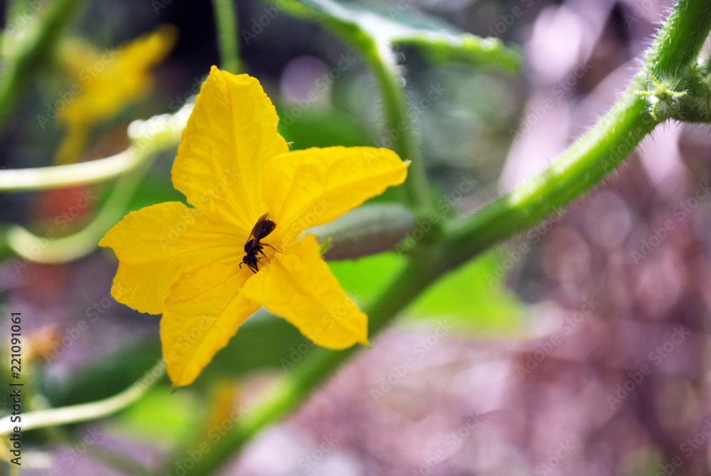 Cucumber flower with small wild bee pollinating it, close up detail, soft blurry green leaves and stem background Cucumber flower with small wild bee pollinating it, close up detail, soft blurry green leaves and stem background