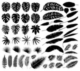 Vector set of silhouettes of tropical leaves, botanical isolated elements