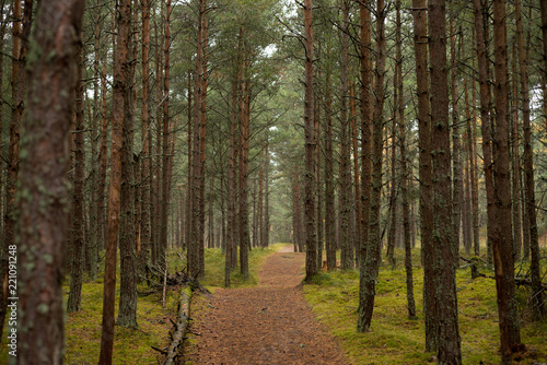 Fotografi Road in the Pine Forest on the Curonian Spit