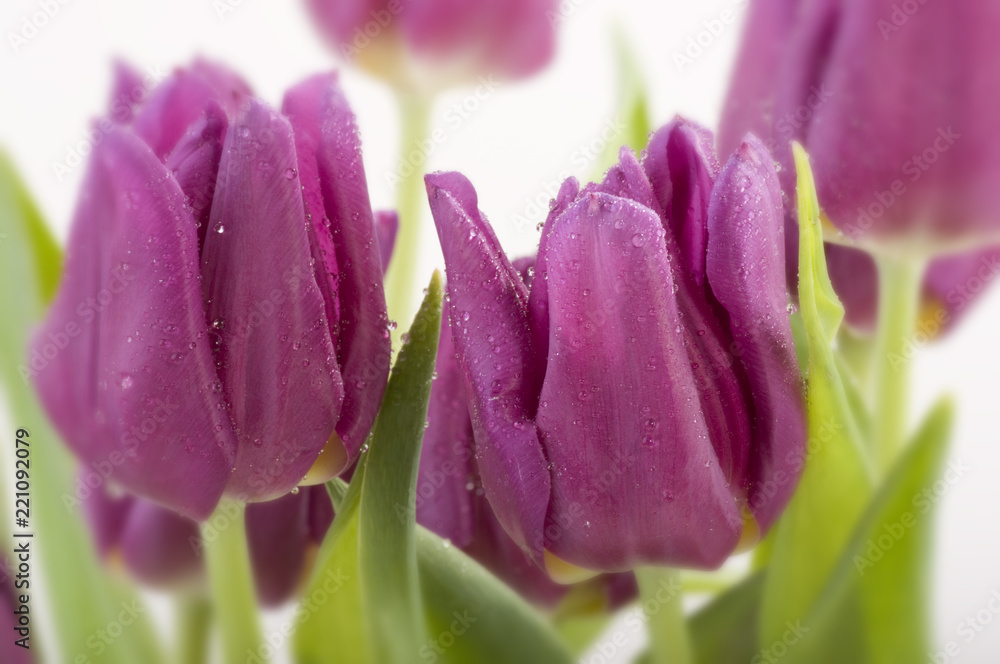 Naklejka premium purple tulips isolated