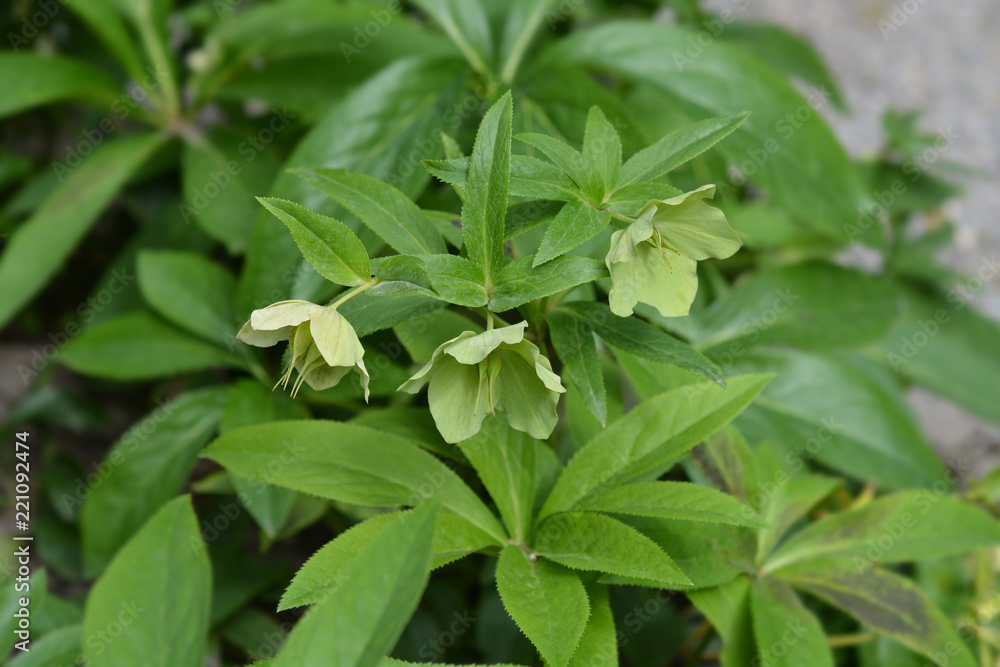 Lenten Rose Lenten Rose
