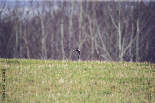 Common crane Grus grus head in front of forest