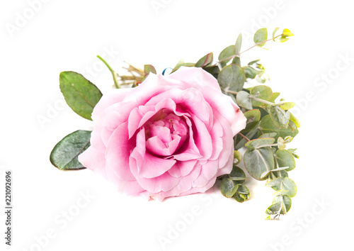 Pink rose flower and green leaves on white background isolated