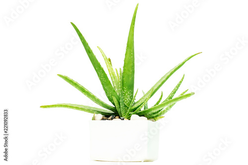 Aloe Vera Is on a white background