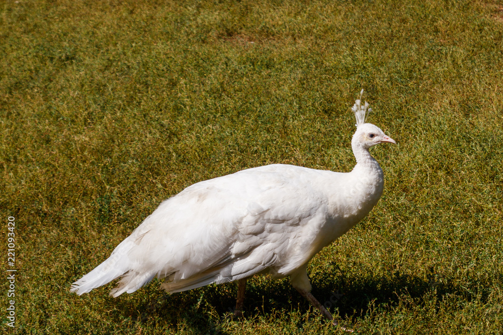 Fototapeta premium White peafowl or Indian peafowl (Pavo cristatus)
