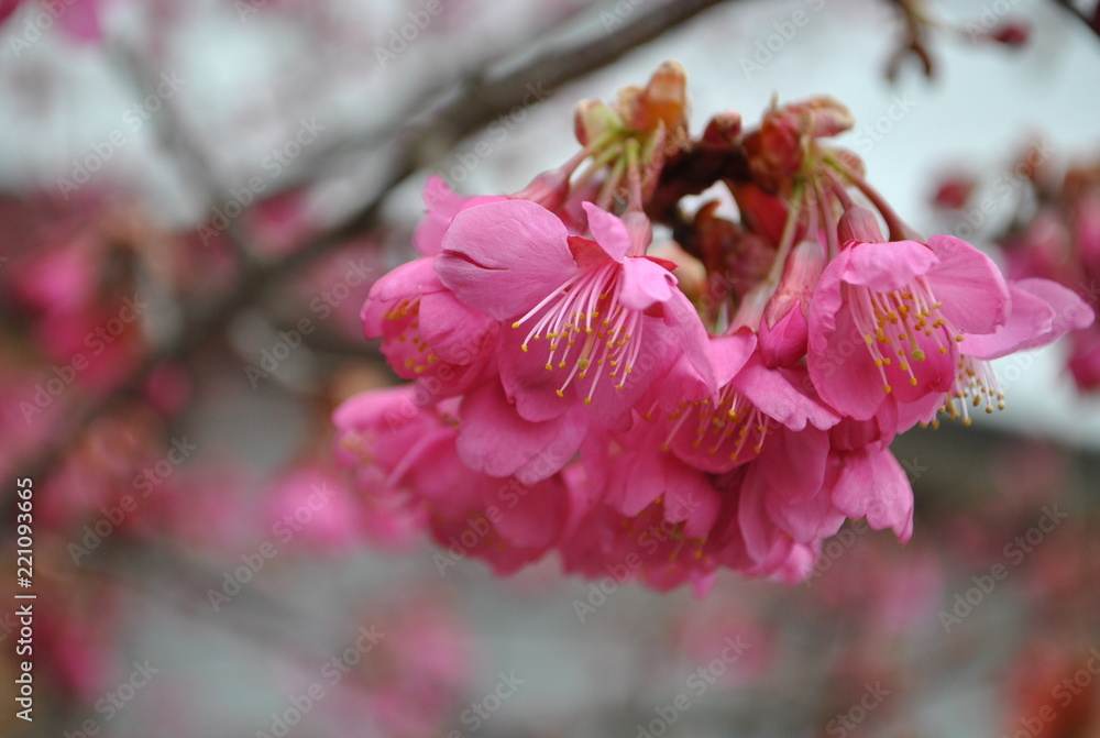 sakura, kawazuzakura